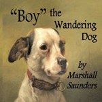 "Boy" The Wandering Dog